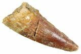 Juvenile Fossil Spinosaurus Tooth - Real Dinosaur Tooth #354829-1